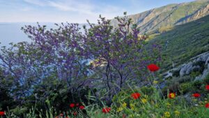 Blumen und Blick aufs Meer