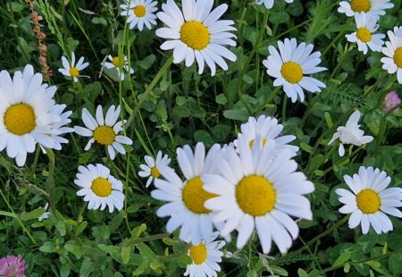 Mütter sind die Blumen unserer Gesellschaft. Predigt Muttertag 2024